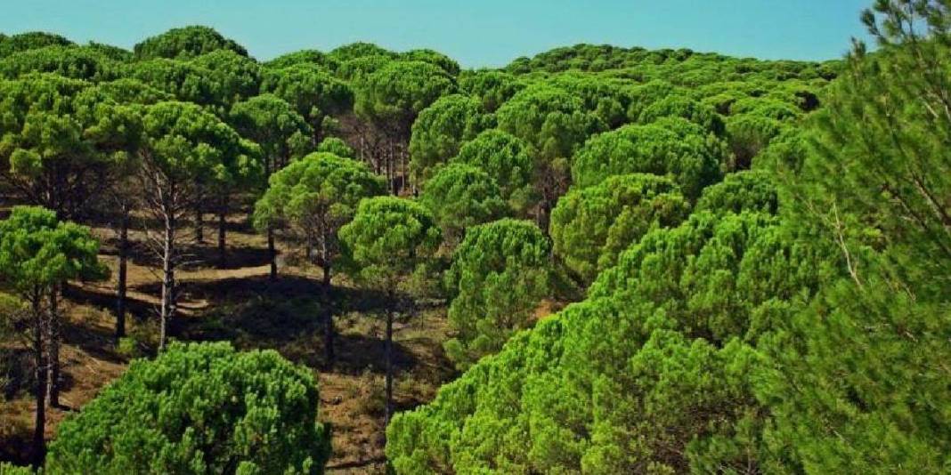 500-1000 metrelik rakımda doğa harikası! Buraya giren çıkmak istemiyor: İster kamp için ister karavan için… 7